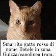 Gatto Botolo smarrito bacheca animali smarriti